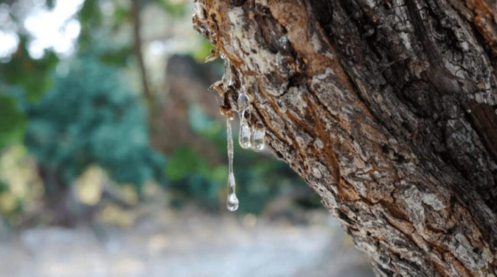 Close-up of tree bark with droplets of sap hanging from it, surrounded by greenery.