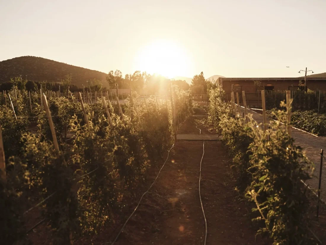 Sun setting over the Attica countryside near athens