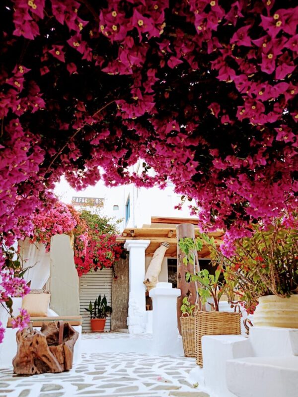 Bougainvillea archway in full bloom at Lythos wedding venue, Kiotari, Rhodes