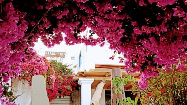 Bougainvillea archway in full bloom at Lythos wedding venue, Kiotari, Rhodes